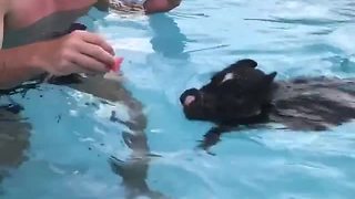 Mini Piglet Dives Into A Pool For Slice Of Watermelon