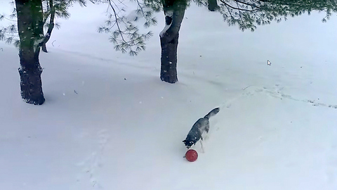 Siberian Husky Dog Play Soccer in the Snow