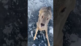 Saving a Stranded Deer by Sliding It Across a Frozen Lake #trending