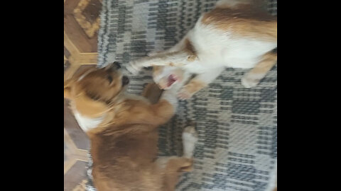 cat vs dog!!