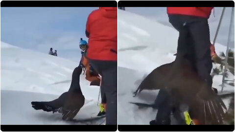 Shock, grouse attacked a man