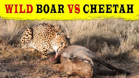 WILD BOAR VS CHEETAH || Wild Boar Attacks