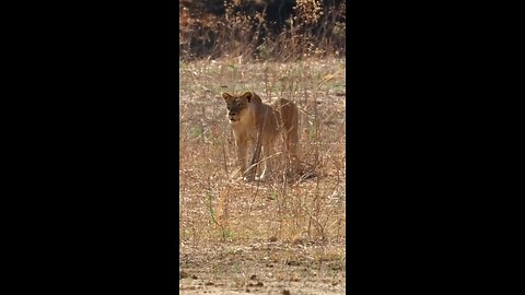 Lioness Hunts Warthog!