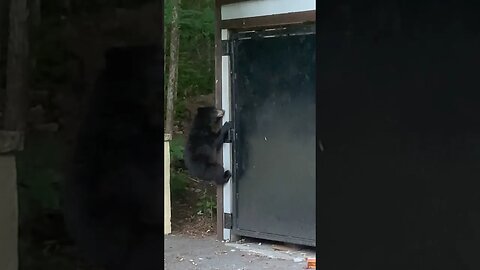 Bears showing off their acrobatic ninja skills #outdoors #bear #bears