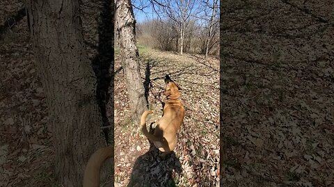 doggo isn't gonna get the squirrel #dog #nature #squirrel #funnypets