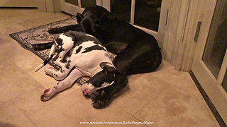 Great Dane & puppy cuddle up for nap