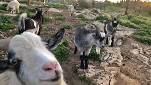 Barnyard Animals say Good Morning