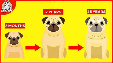 How To Help Your Dog Live Longer - Dog Hacks