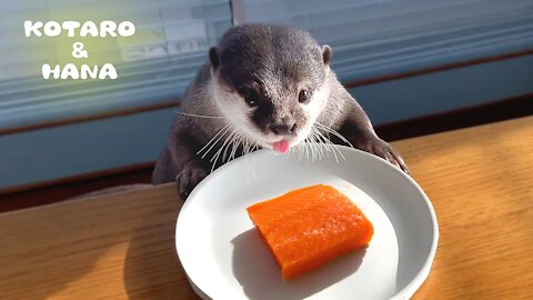 Otter Excited about Salmon Cheat Day!