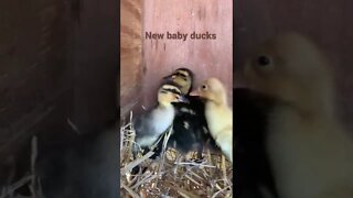 New baby ducks