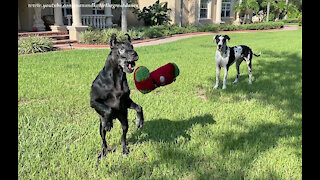 Funny Great Danes Run Toy Tag Toss Zoomies