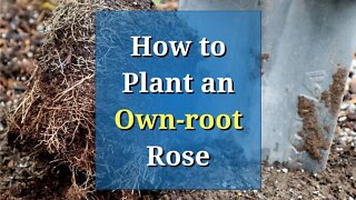 How to Plant an Own-root Rose - Easy Steps