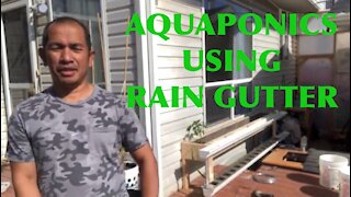 Aquaponics Using RAIN GUTTERS - Gardening In Canada
