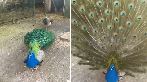 beautiful peacock spreading wings