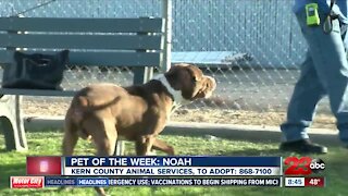 Pet of the Week: Noah