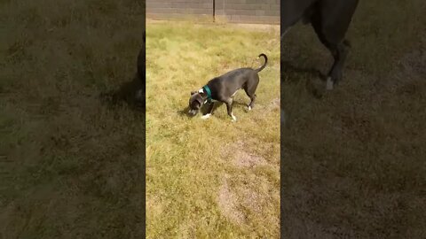 In my habitat. #shorts #einsteinsbackyard #pitbulls #arizona #shortsvideo #short #shortsvideo #dog