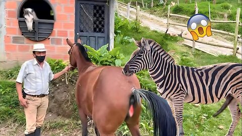 Amazing new video about the life of horses 😍