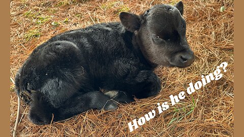 Calf Health Update: Overcoming Challenges Together