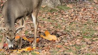 9 point buck