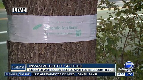 Emerald ash borer beetle spotted in Broomfield