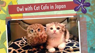 An Owl's Unique Friendship With A Cat Attracts Visitors To This Japanese Cafe
