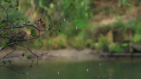 Chuva Relaxante para Dormir Bem Imediatamente e relaxar 💤 Barulho de Chuva e Trovões no telhado