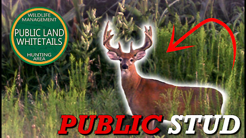 Big Public Land bucks | Giant City Bucks | Whitetail Deer Habits | Stud Of A Buck