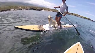 Golden Retriever joins owner for surfing session