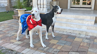 Great Dane Models Super Hero Halloween Costume