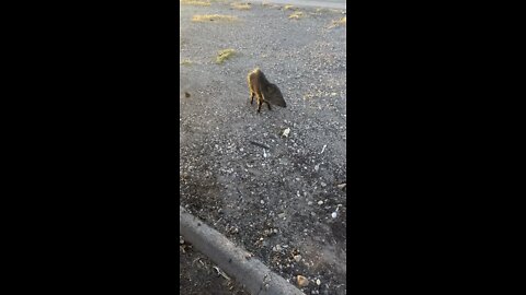 Javelina in rest area in West Texas