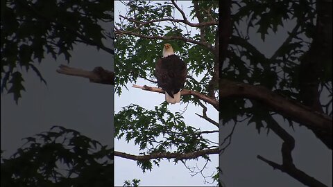 eagle in an oak tree