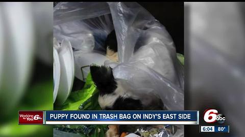 Puppy found in trash bag on Indy's east side
