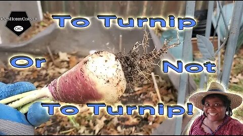 To Turnip Or Not To Turnip