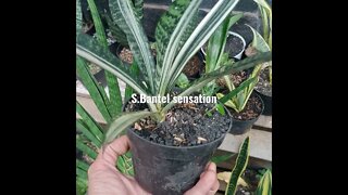 snake plant