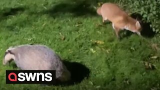 Heartwarming moment a badger, deer and fox cross paths whilst exploring a back garden