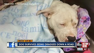 Pit bull recovers after being dragged by truck