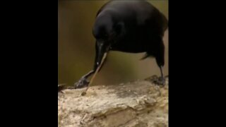 The Clever Crow