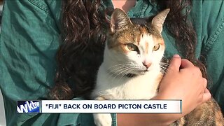 Fiji the cat back on board the Picton Castle