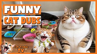 Funny Cat Dub Compilation Part 1 😹Cat Tinkle TV