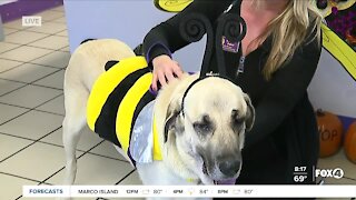 Pet of the Week: Topaz at GCHS