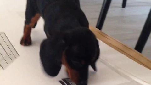 Puppy desperately tries to scratch print of cardboard box