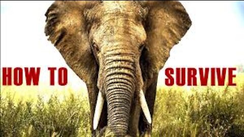 How To Survive A Elephant Attack