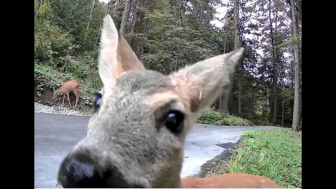 Mama deer and her little one at my driveway | Trail camera | Wild life |