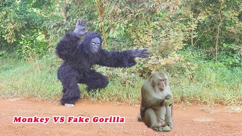 Monkey VS Fake Gorilla // The Mirror VS Dog // The Prank Show // So New Prank, 2022