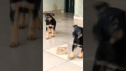 German shepherd puppies barking||puppies barking|| dog sound.#shorts #puppiesbarking #dog #youtube