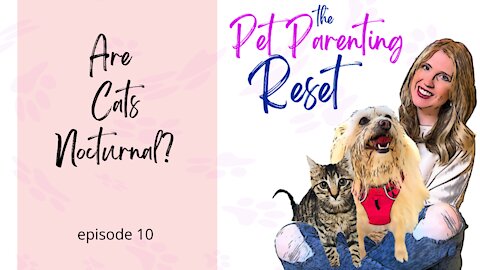 Are cats nocturnal? My cat is waking me up at night! | The Pet Parenting Reset, episode 10