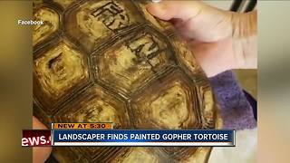 Landscaper finds painted gopher tortoise
