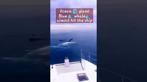 🐋 Blue whale ocean giant|almost hit the ship 😱😱|AnimalMania|animal lovers #shorts #viral #ytshorts