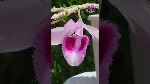 🤪🥊 EATON MESS Raspberry Fragrance Dendrobium anosmum Orchid Bloom #ninjaorchids