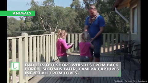 Dad Lets Out Short Whistles from Back Porch. Seconds Later, Camera Captures Incredible from Forest